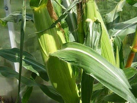 Когда и как сажать кукурузу в 2020 году