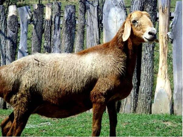 Эдильбаевская порода овец: продуктивность и перспективы содержания