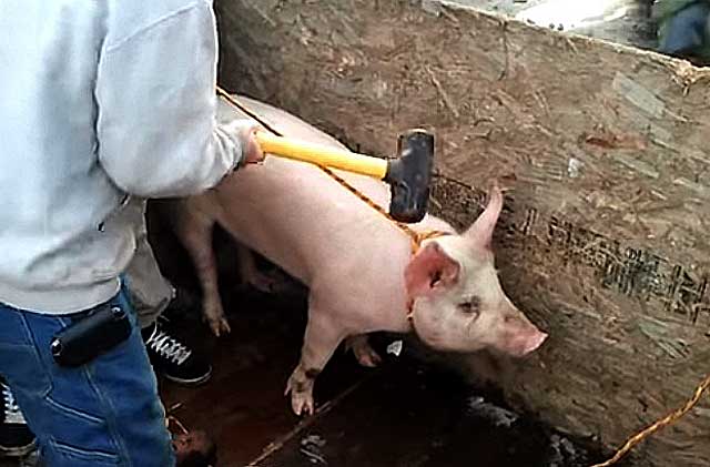 Как заколоть свинью самостоятельно