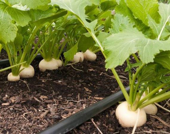 Советы огородникам, когда лучше сажать семена маргеланской редьки в открытый грунт и в теплицу