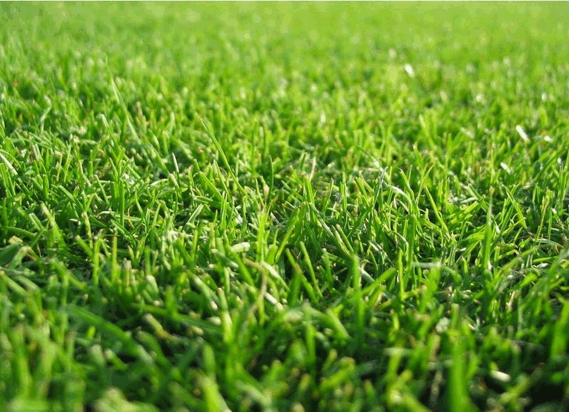 Виды газонной травы: лучшая трава для газонов, сорта не требующие ухода и стрижки