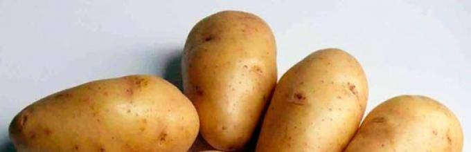 Картофель для урала: обзор лучших сортов