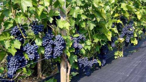 Виноград зилга: характеристика и описание, посадка и уход