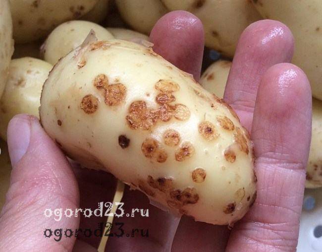 Заболевания картофеля, какие бывают, что делать и как вылечить болезни картошки