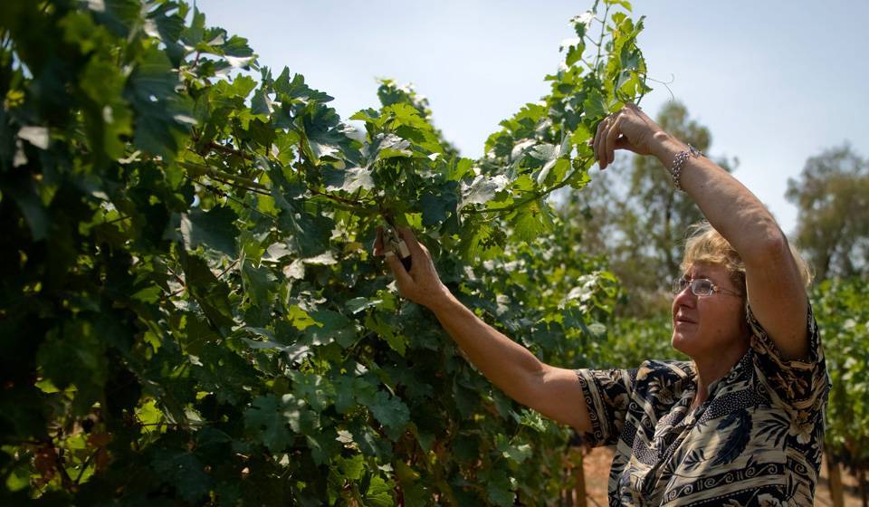 6 верных способов погубить виноград