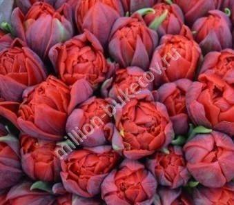 Герань тюльпановидная (36 фото): сорта, семена пеларгонии почтой в украине,  herma,  марбаска,  patricia andrea