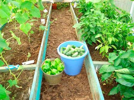 Можно ли выращивать в одной теплице помидоры и дыни