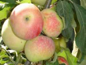 Сортовая колоновидная яблоня — медок