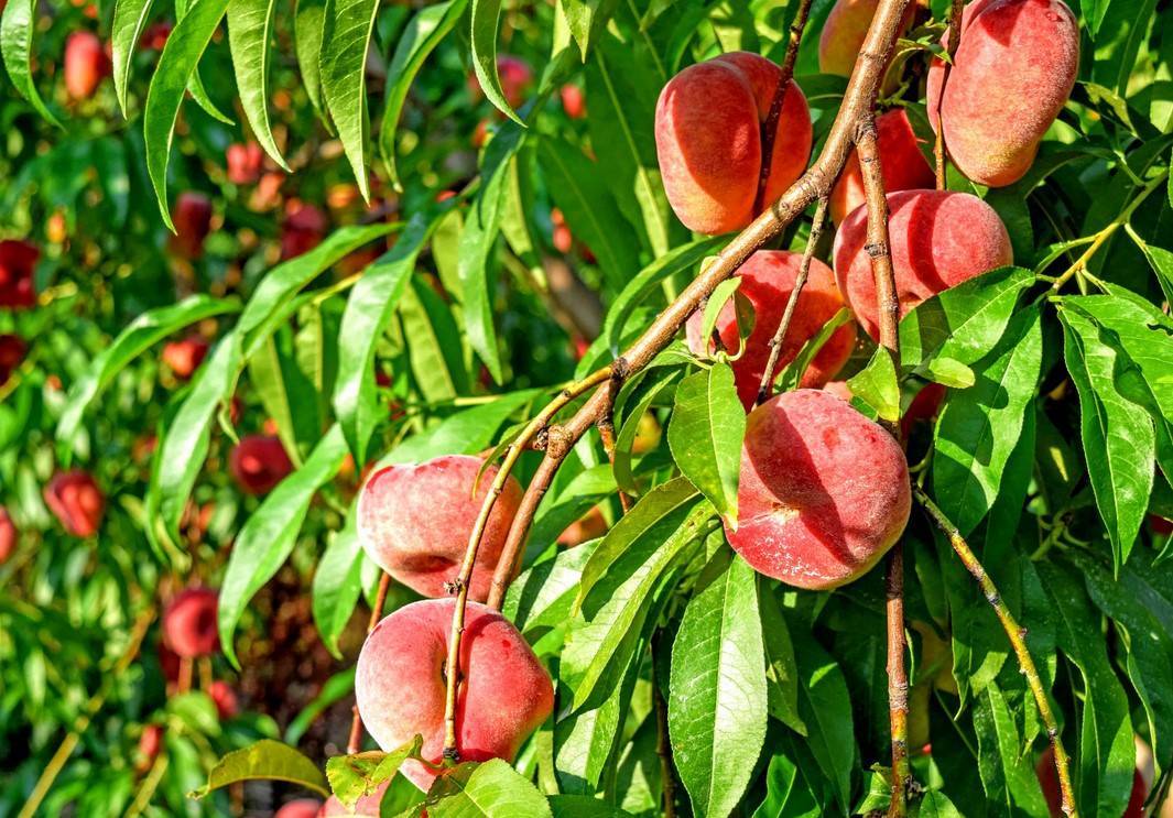 Как вырастить персик из косточки — посадка и уход в домашних условиях и открытом грунте