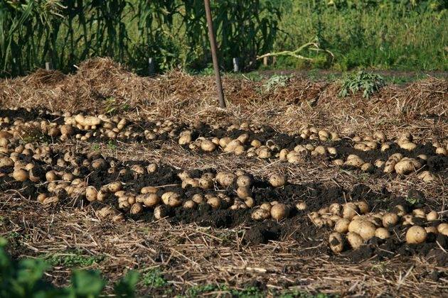 Норма посадки картофеля на 1 гектар и сотку (в шт. и кг)