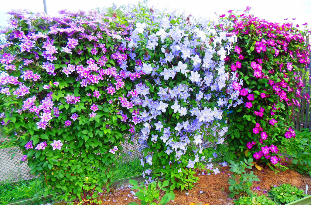 Цветение астильбы: почему не цветет? чем ее подкормить для обильного и пышного цветения в саду? сроки цветения