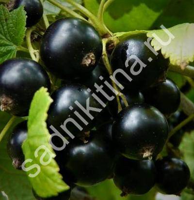 Черный жемчуг — сорт смородины, который любят садоводы