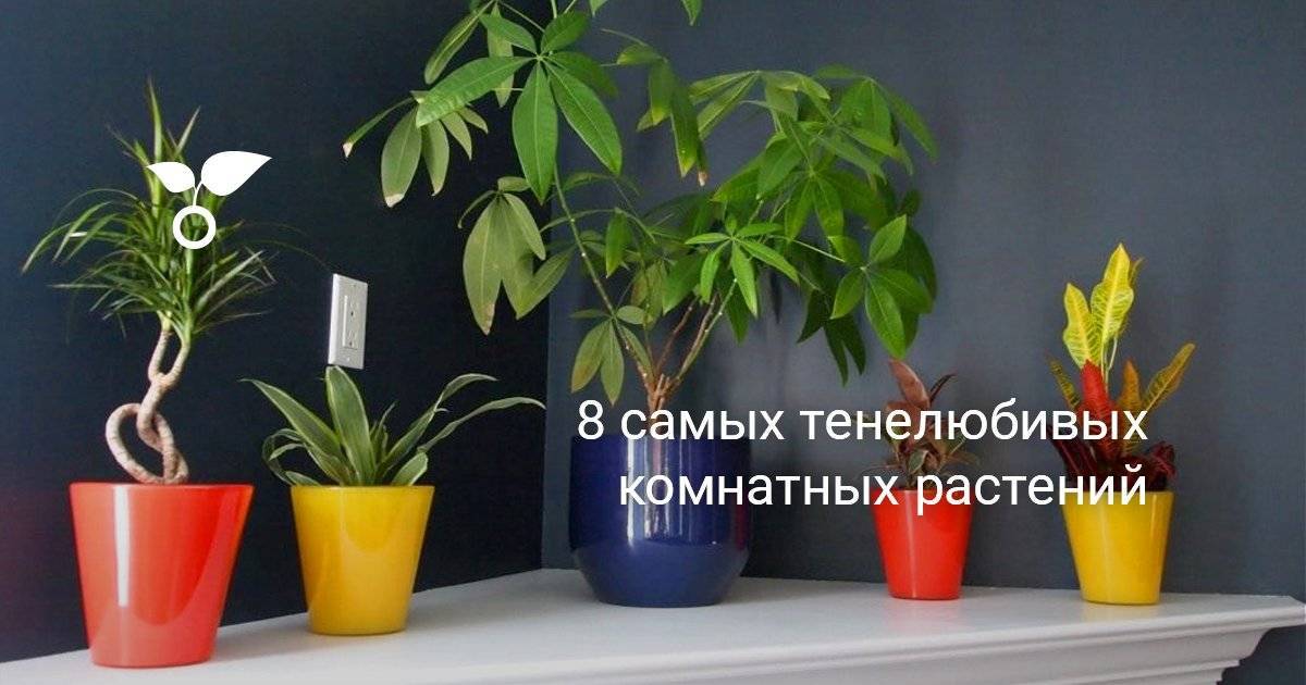 Какие растения-вампиры категорически нельзя держать дома - 7ogorod.ru