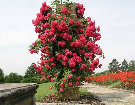 Роза плетистая: посадка и уход в открытом грунте, размножение