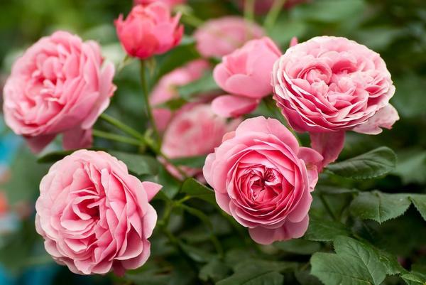 О частоте и правилах полива роз летом в жаркую погоду в открытом грунте, в саду