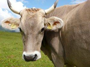 Тимпания рубца у коровы: причины, лечение, диагностика