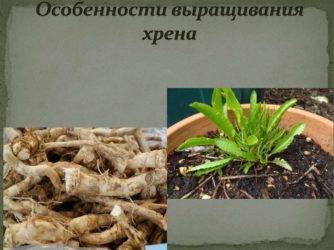 Выращивание хрена: размножение, посадка корнем осенью и уход в открытом грунте