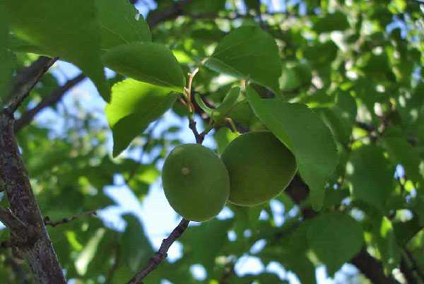 Особенности выращивания абрикоса полесский крупноплодный и ухода за ним