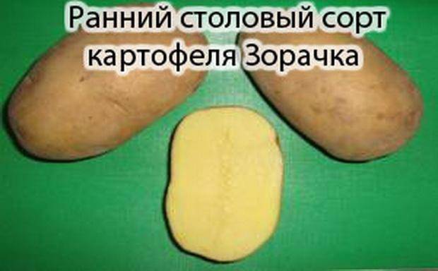 Описание урожайного картофель "таисия", подробная характеристика, фото