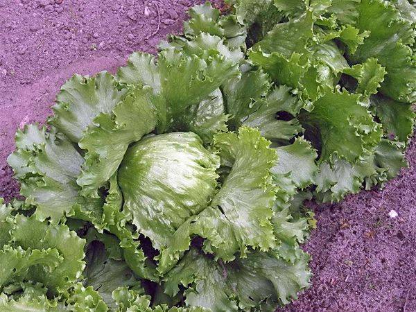 Все о выращивании салата Айсберг: посев и уход за растением