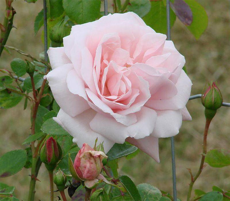 Роза нью даун (new dawn) — отличительные черты сорта