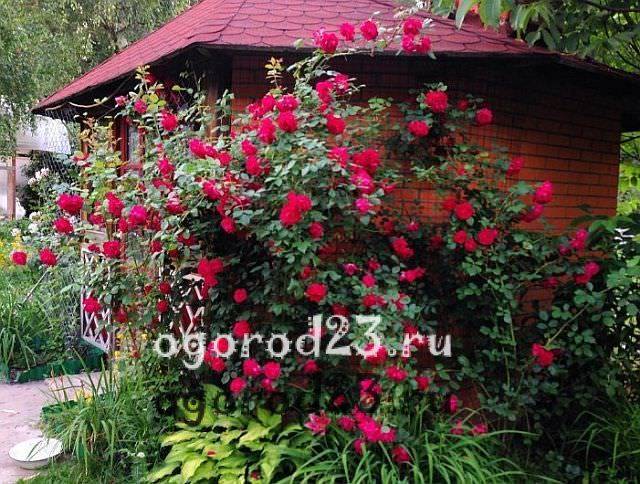 Как помочь розам перезимовать – советы по укрытию и хранению кустов