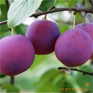 Гибрид сливы и абрикоса – описание сортов
