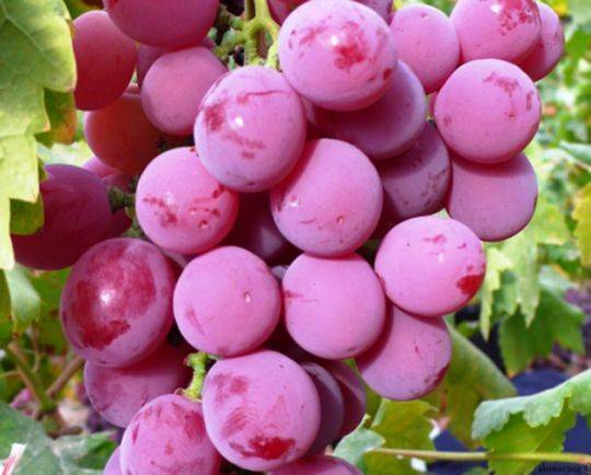 Виноград оригинал: описание сорта, его разновидности - черный, розовый и белый, фото