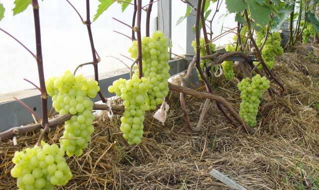 Выращивание винограда в сибири: фото и видео