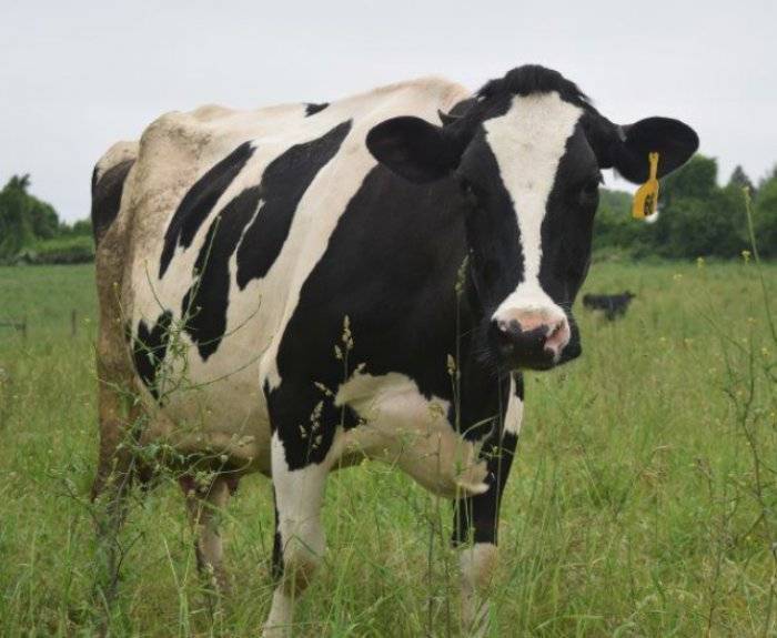 Лептоспироз крупного рогатого скота: диагностические, профилактические мероприятия 2020