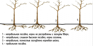 Как правильно посадить дерево весной