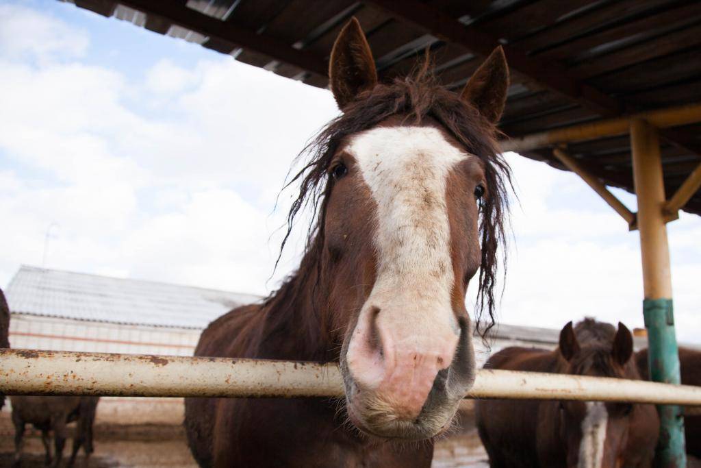 Что ест лошадь: чем кормят жеребят и взрослых лошадей в домашних условиях