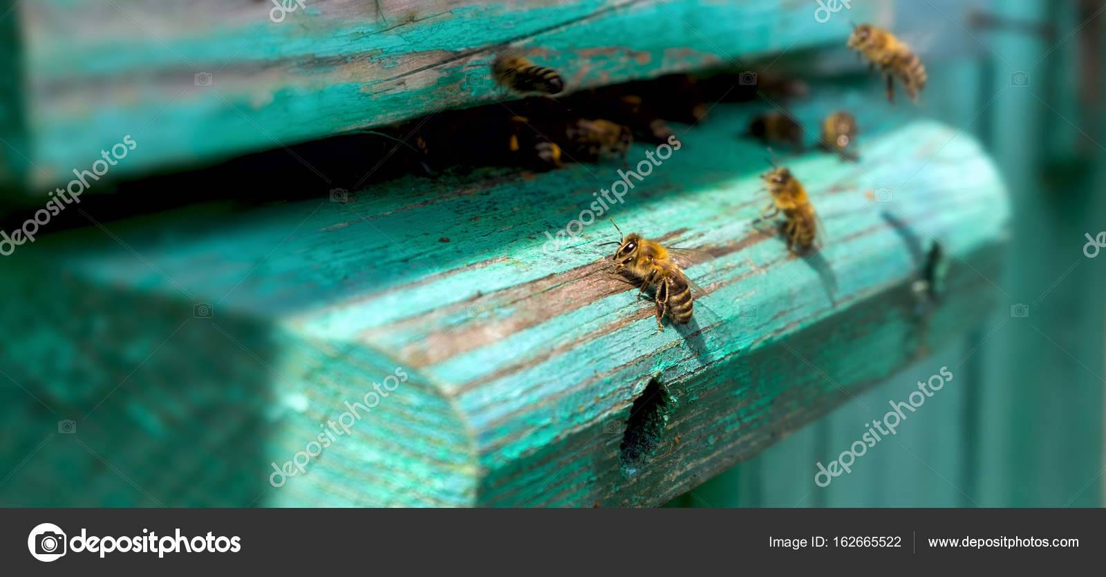 Интересные факты о пчёлах, организация пчелиного улья, разведение пчел