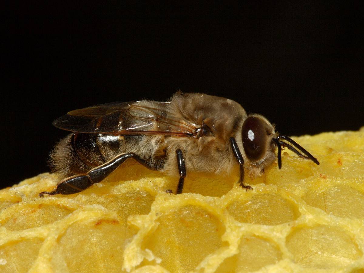 Кто такие трутни: самцы в пчелиной семье, как выглядит пчелиный трутень