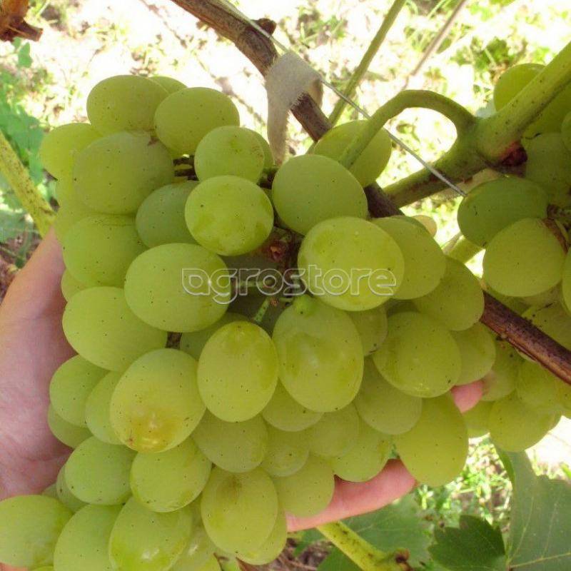Сорт винограда «плевен»: мускатный и устойчивый («августин»)