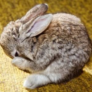 Особенности и лечение геморрагической болезни кроликов