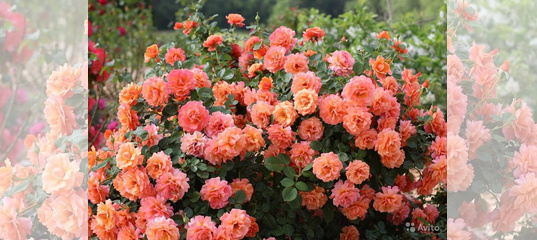 Описание сорта розы флорибунда изи даз ит: как выращивать цветок, посадка и уход