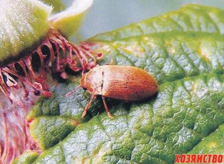 Боремся с малиновым жуком: дельные советы как избавиться от вредителя