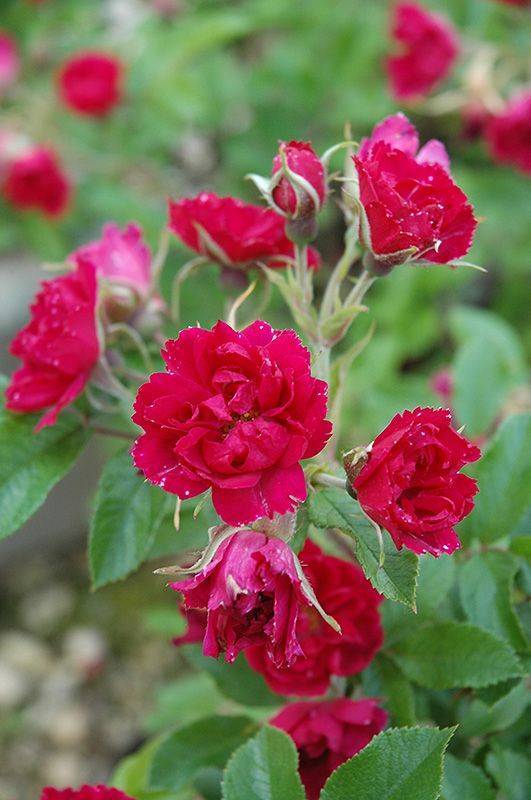 Роза морщинистая рубра