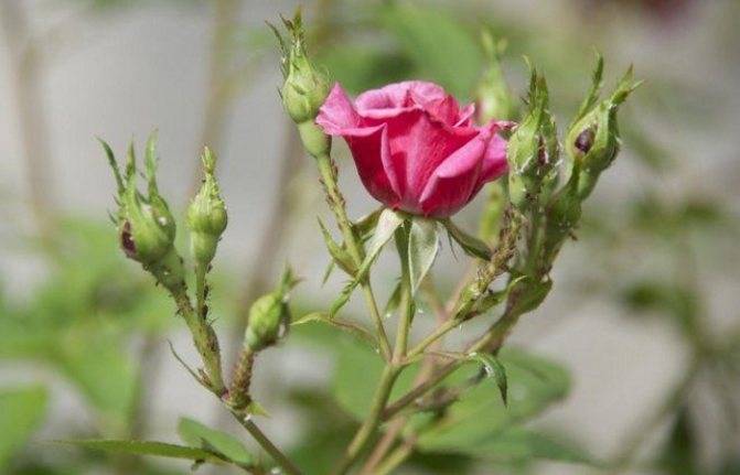 Тля на розах и способы борьбы с вредителем