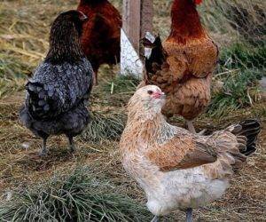 Куры породы амераукана (23 фото): описание породы, особенности ухода за курами, петухами и цыплятами. как определить пол цыпленка? отзывы