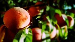 Курчавость персика: чем лечить, чем опрыскать от курчавости после цветения