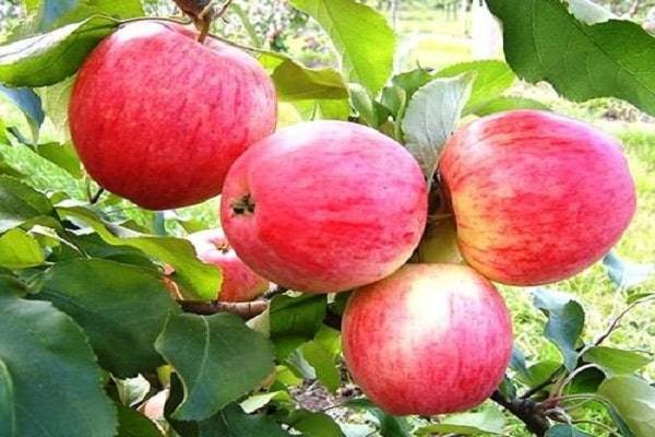 Характеристика и особенности выращивания яблони сорта апрельское