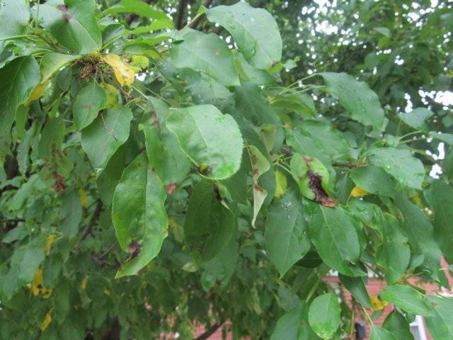 Что делать, если на листьях яблони и груши появились пятна
