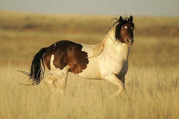 Дикие лошади мустанги. кони в природе и сельском хозяйстве