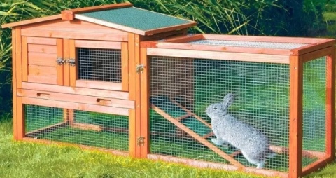 Кролики и куры: возможно ли содержать их вместе, особенности содержания