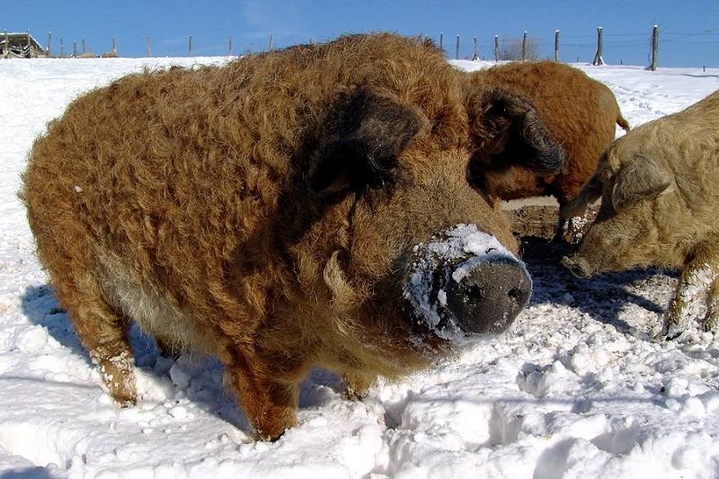 Порода свиней венгерская мангалица (48 фото): характеристика волосатых поросят и взрослых кудрявых свиней. отзывы владельцев