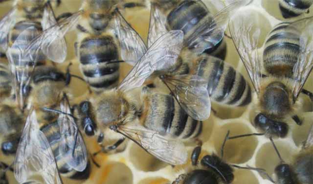 Очень мирные и трудолюбивые пчелы карника