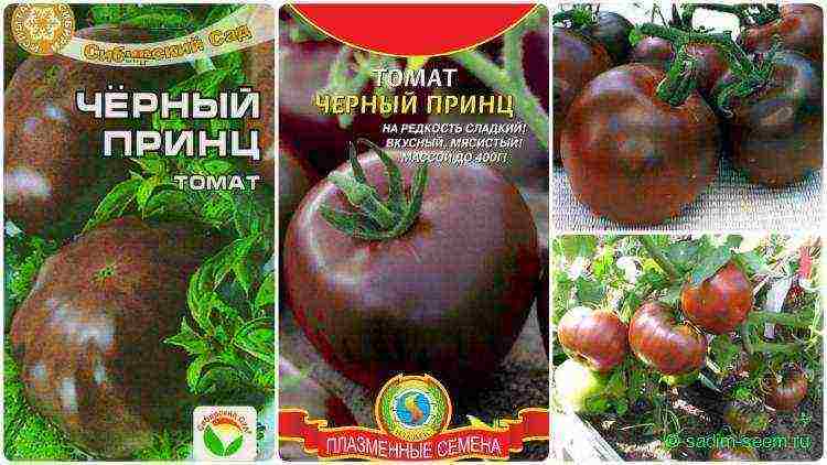 Томат бизон оранжевый: отзывы, фото, урожайность, описание и характеристика | tomatland.ru