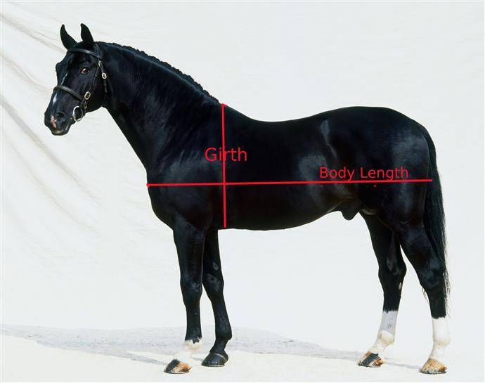 Вес лошади: интересные и невероятные факты